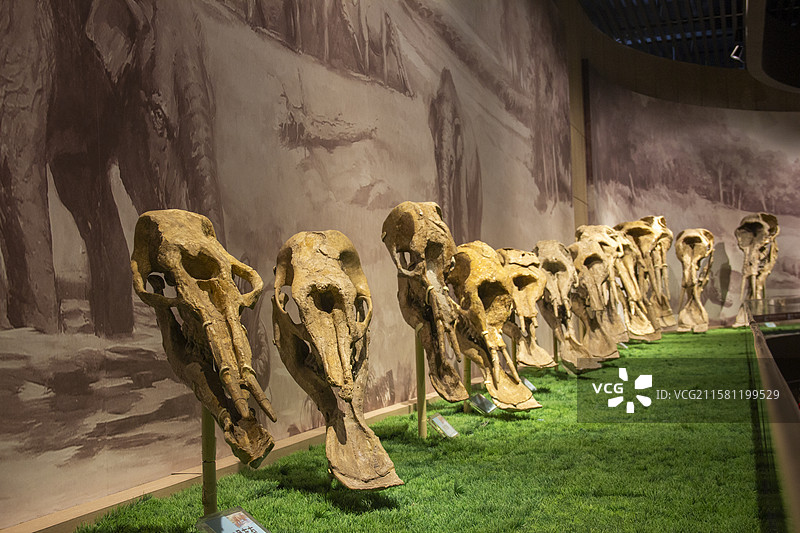 甘肃省临夏和政县古生物化石博物馆铲齿象化石图片素材