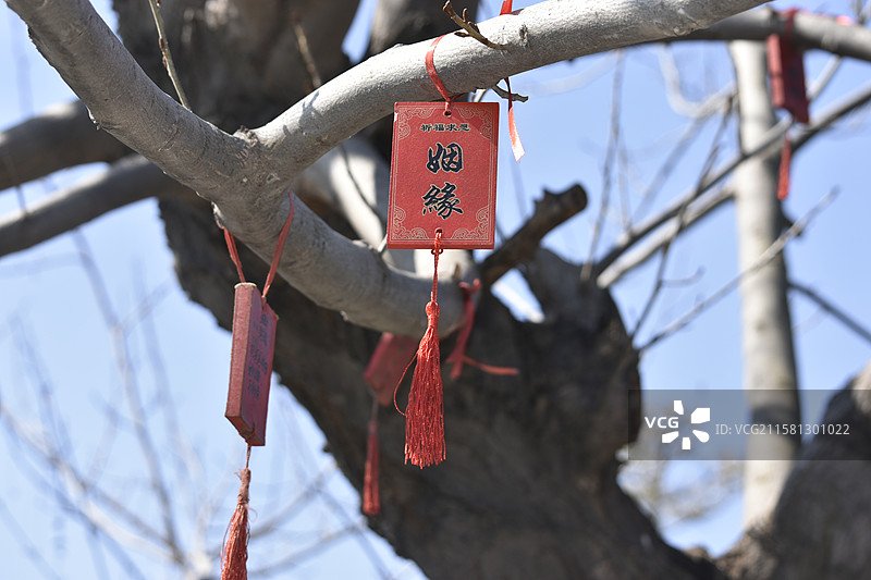 邓州-花洲书院许愿树图片素材