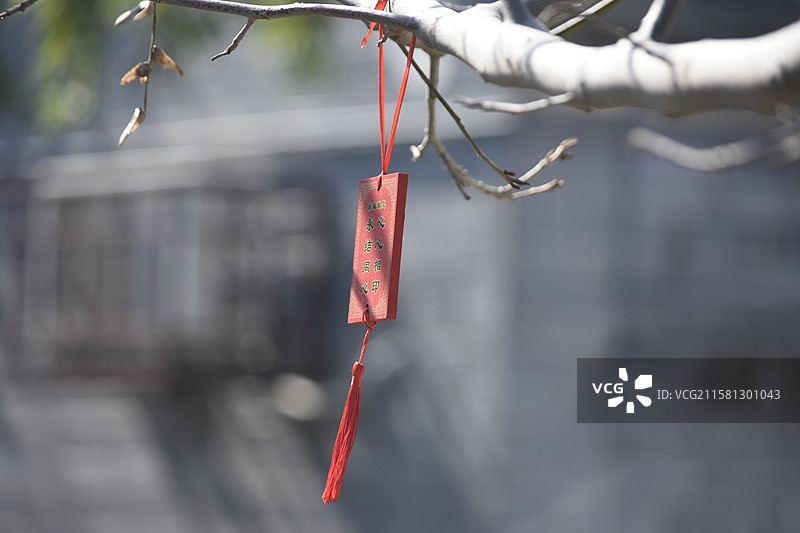 邓州-花洲书院许愿树图片素材