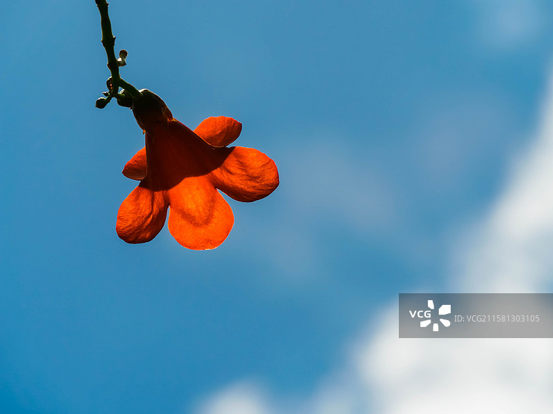 美丽的橙红色凌霄花背面特写图片素材