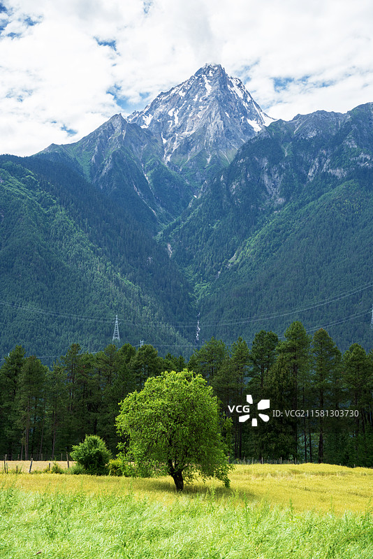 金色麦田与巍峨雪山图片素材