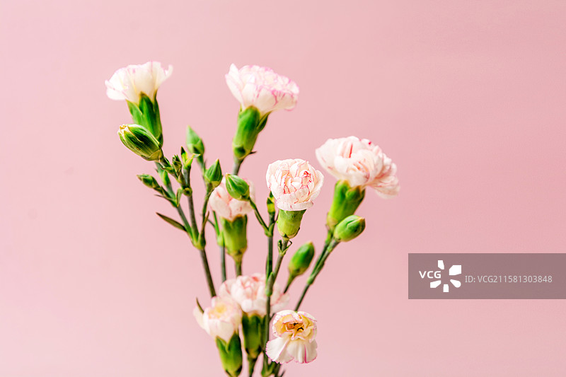 粉红色背景上的康乃馨与母亲节卡片图片素材