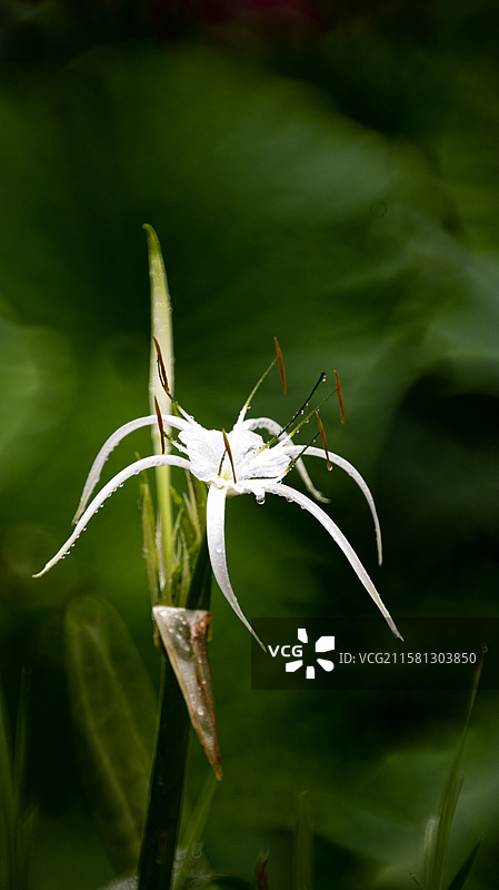 白色开花植物特写图片素材
