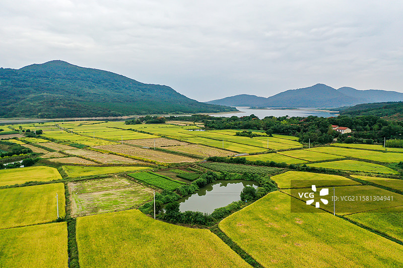 金黄的稻田和远景起伏的山峦图片素材