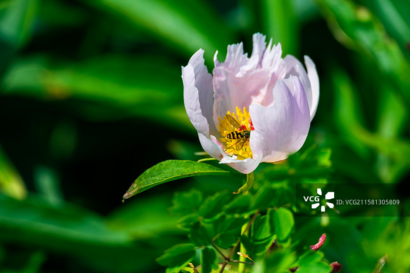 黑龙江大兴安岭加格达奇区兴安百药谷中草药种植基地，夏天田野里盛开的白花芍药与采蜜授粉蜜蜂特写图片素材