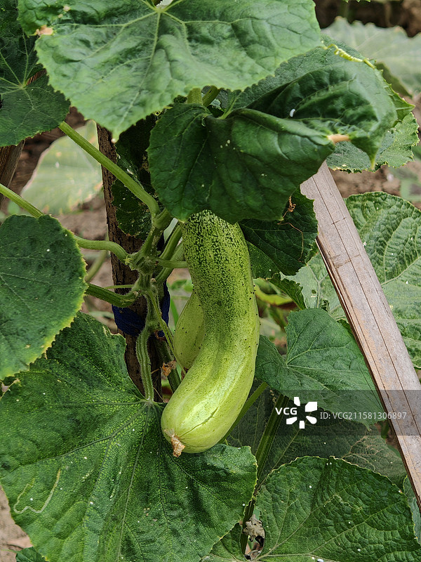 黄瓜图片素材