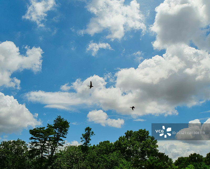 蓝天白云下追逐的大鸟图片素材