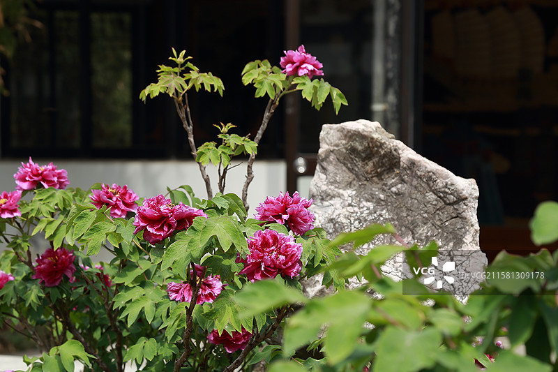 镇江南山文苑牡丹花开图片素材