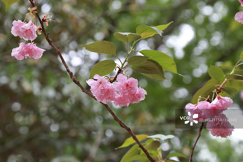 镇江南山文苑日本晚樱花开图片素材