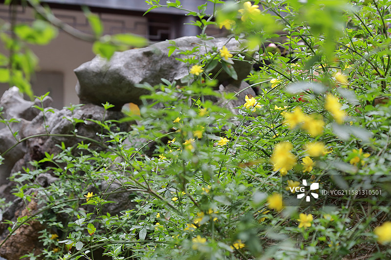 镇江南山文苑野迎春花开图片素材