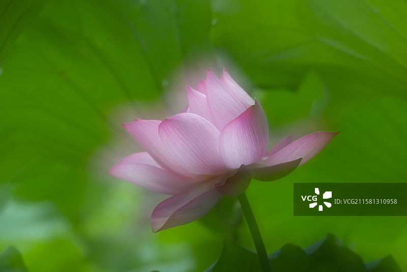 荷之朦胧美图片素材