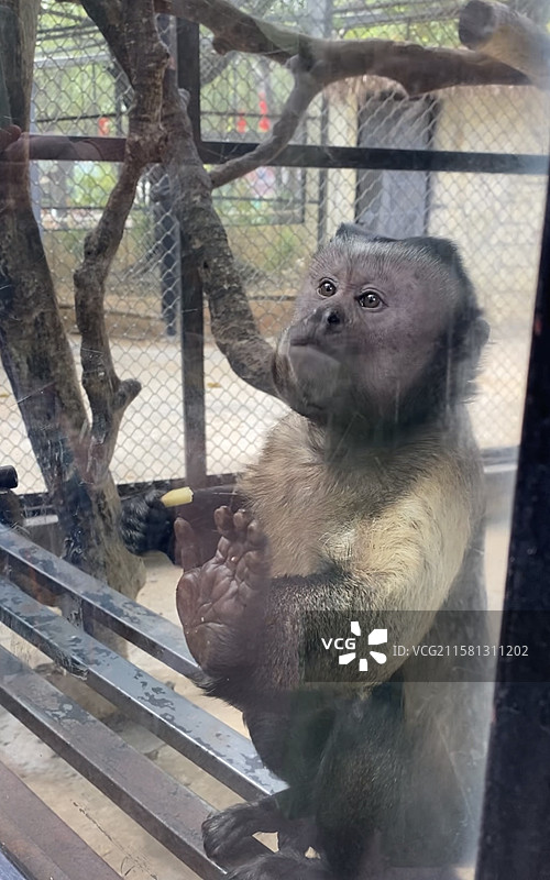 黑帽悬猴图片素材