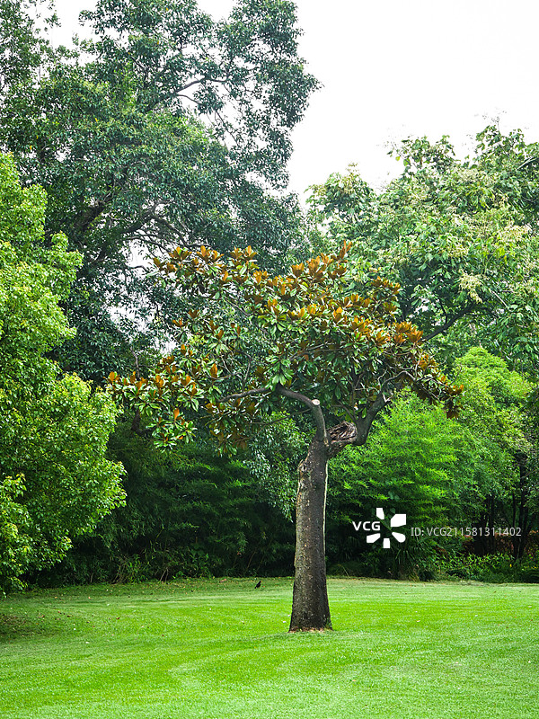 丛林中的一棵小树与乌鸫鸟图片素材