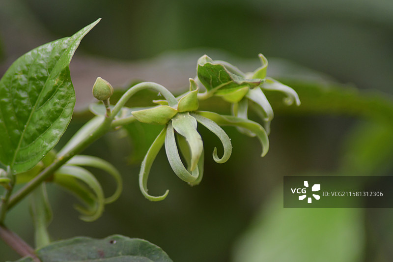 南方珍稀园林绿化树种-Cananga odorata var. fruticosa 小依兰图片素材