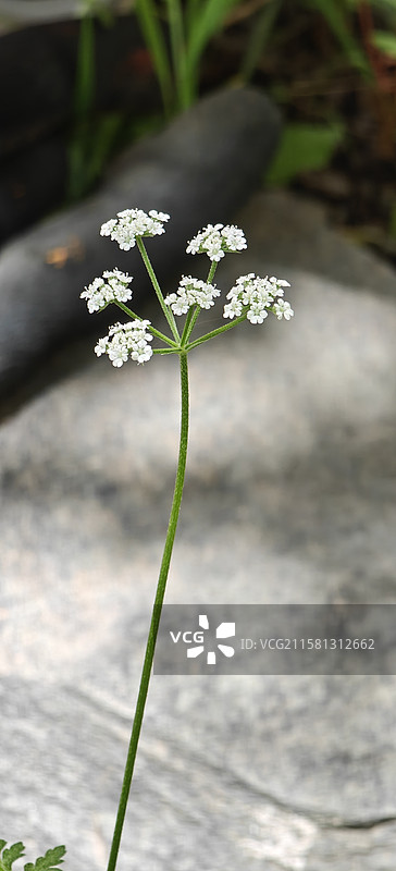 白色的花图片素材