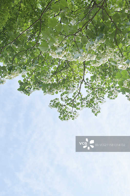 南方珍稀园林景观树种-Vernicia fordii 油桐图片素材