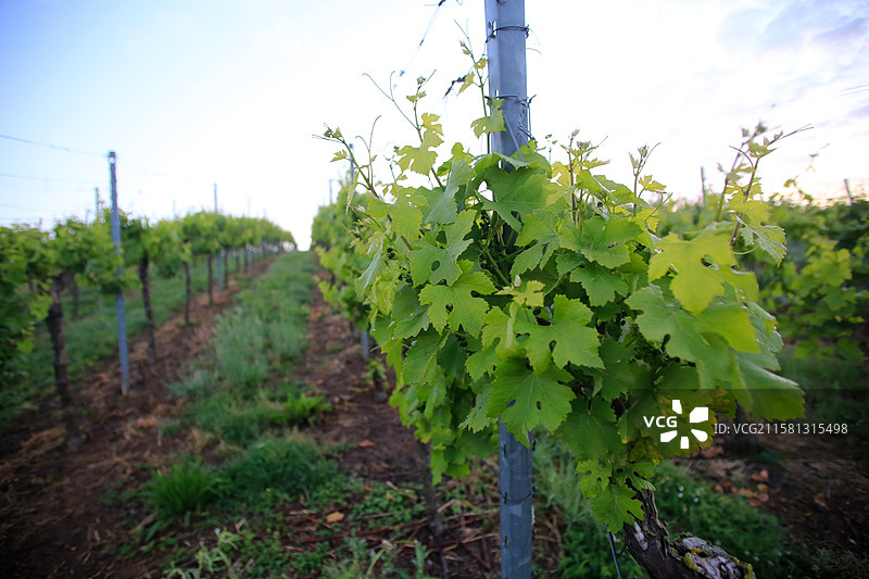 清晨的德国海尔布隆葡萄园，内卡河谷常被薄雾笼罩，葡萄园在晨光中若隐若现，形成如诗如画的田园风光图片素材