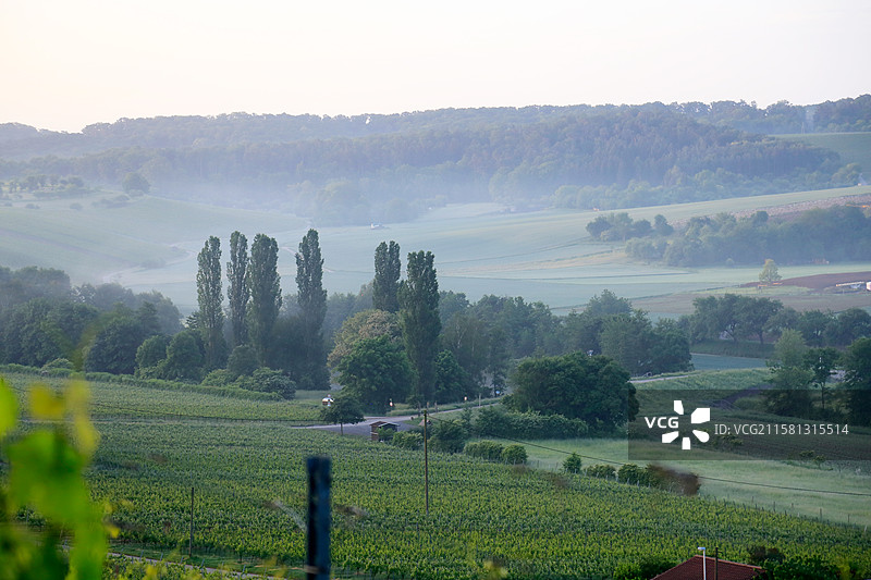 清晨的德国海尔布隆葡萄园，内卡河谷常被薄雾笼罩，葡萄园在晨光中若隐若现，形成如诗如画的田园风光图片素材