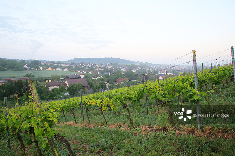 清晨的德国海尔布隆葡萄园，内卡河谷常被薄雾笼罩，葡萄园在晨光中若隐若现，形成如诗如画的田园风光图片素材