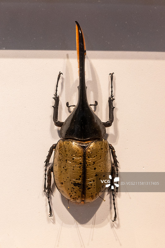 长戟大兜虫（昆虫标本）图片素材