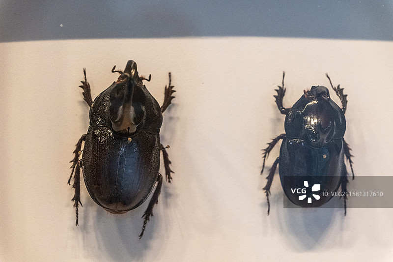 大兜虫（昆虫标本）图片素材