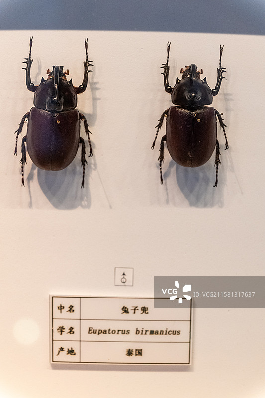 大兜虫（昆虫标本）图片素材