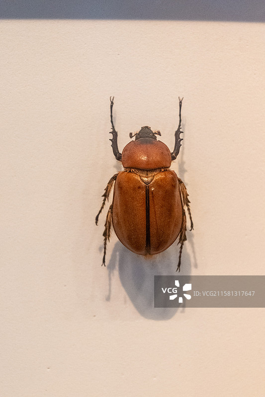 大兜虫（昆虫标本）图片素材