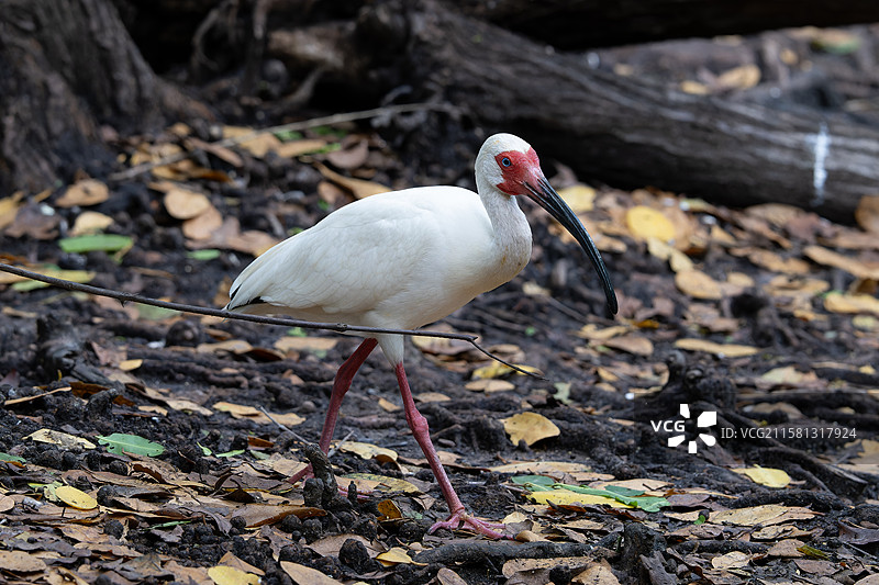巴西美洲白鹮图片素材