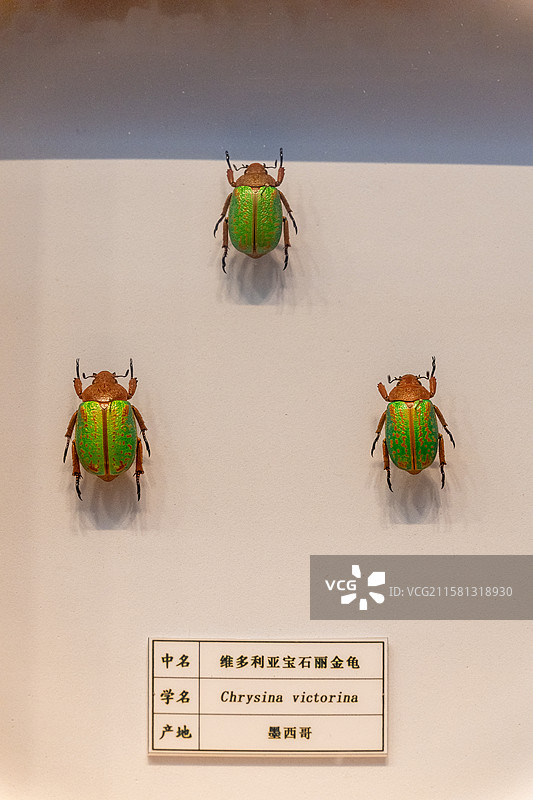 金龟（昆虫标本）图片素材