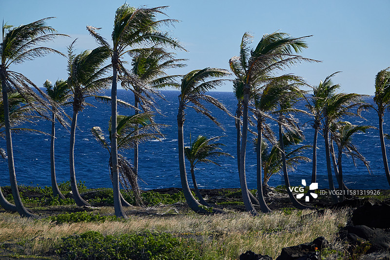 夏威夷风光 - 大岛 希洛 holei sea arch, 海风和逆风生长的椰子树图片素材
