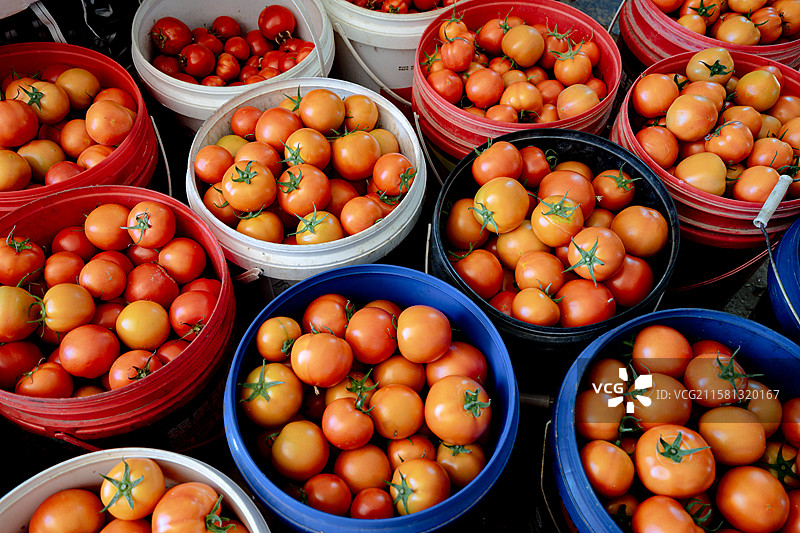 新鲜采摘塑料桶里的西红柿番茄图片素材