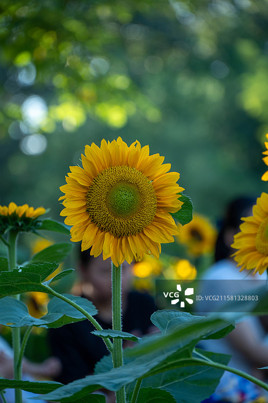 黄金眼橙色绿心向日葵图片素材