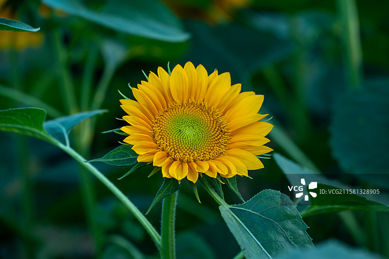 黄金眼橙色绿心向日葵图片素材