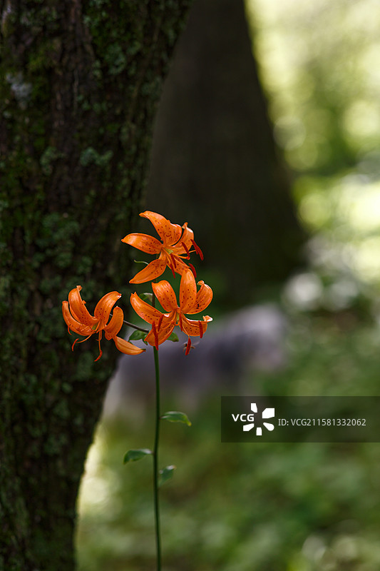 辉南四方顶上的山丹丹花图片素材
