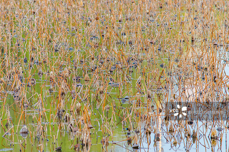 中国野生植物水生植物拍摄主题，公园荷塘湖水中枯萎的干枯的一片莲蓬头，户外白昼无人图像摄影图片素材