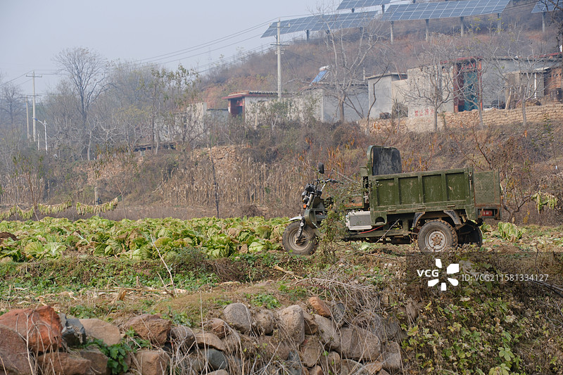 山村农村菜地里干农活的人。农民。挖地翻地大白菜图片素材