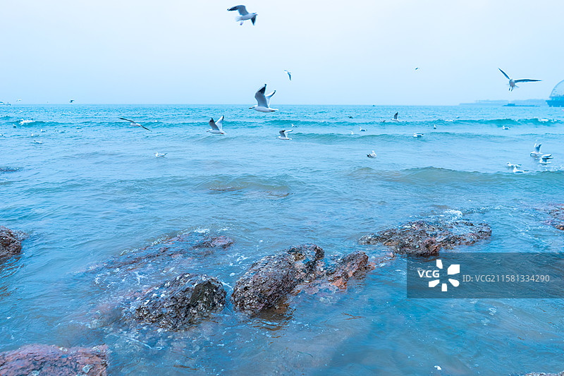 中国青岛旅游城市拍摄主题，蓝天白云飞翔的海鸥和海洋海岸上的礁石沙滩，户外白昼无人图像摄影图片素材