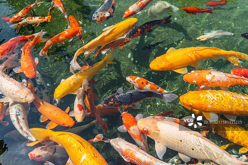 中国野生动物拍摄主题，高视角俯拍池塘里的黄色红色黑色的金鱼锦鲤，户外白昼无人图像摄影图片素材