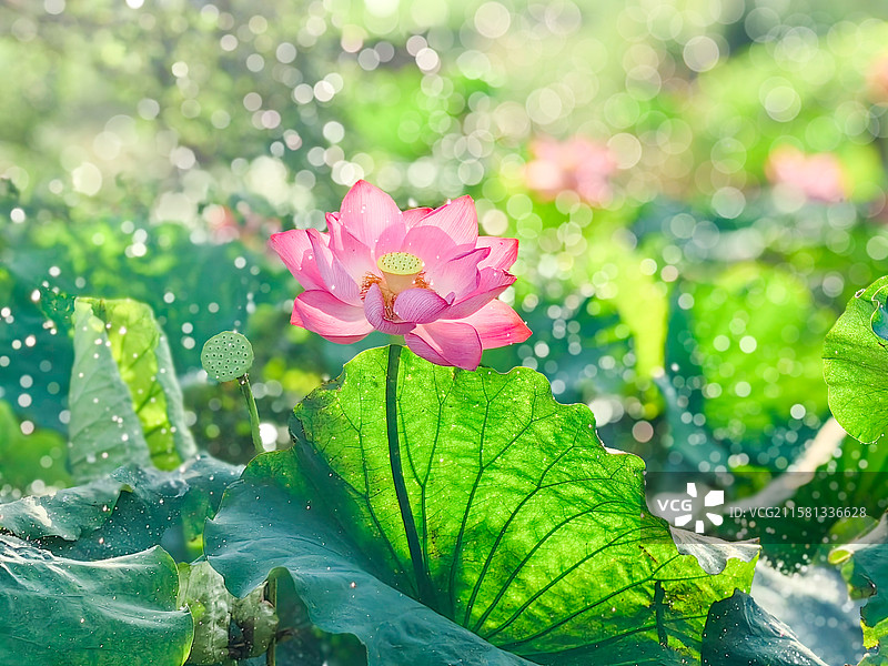 夏天清晨阳光下盛开的荷花和生长的莲蓬图片素材
