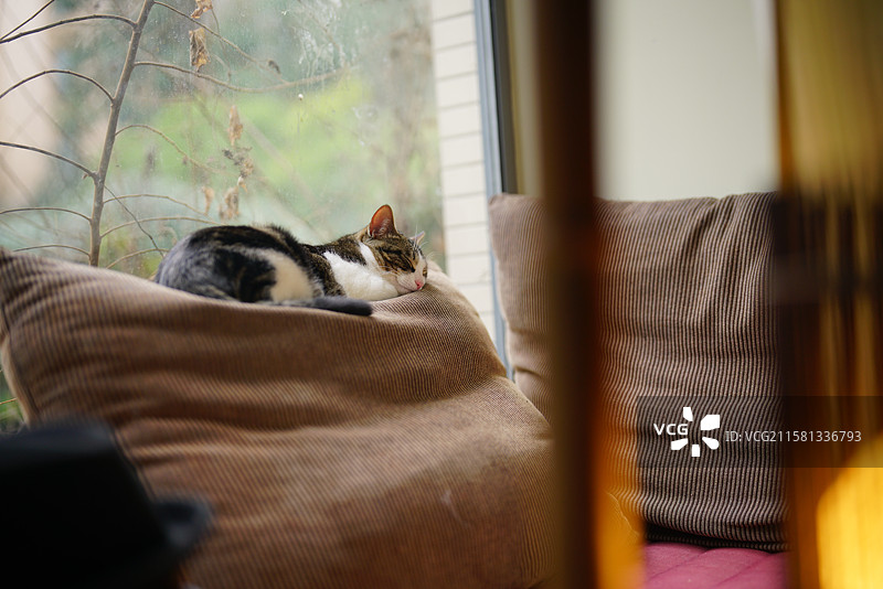 享受慵懒的日子—猫图片素材