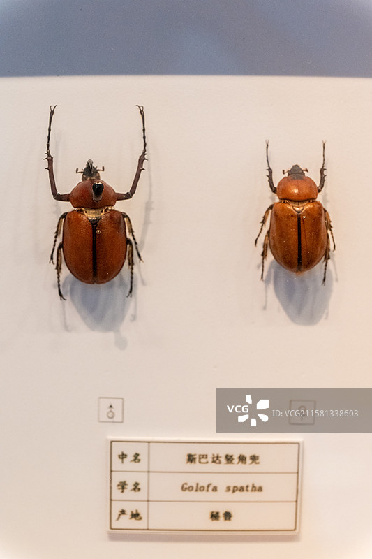 大兜虫（昆虫标本）图片素材