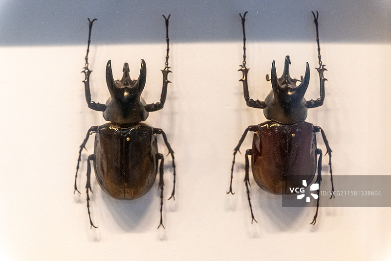 大兜虫（昆虫标本）图片素材