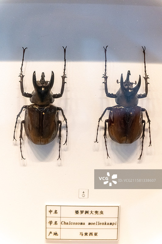 大兜虫（昆虫标本）图片素材