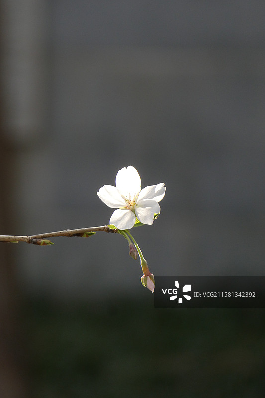 江苏旅游南京文旅南京旅行珍珠河春季樱花盛开景象多视角组图素材图片素材