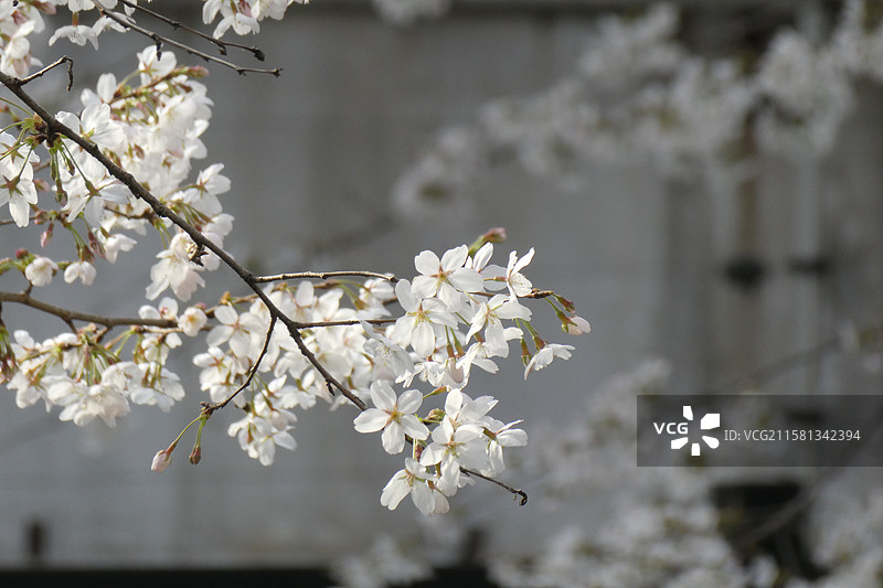 江苏旅游南京文旅南京旅行珍珠河春季樱花盛开景象多视角组图素材图片素材