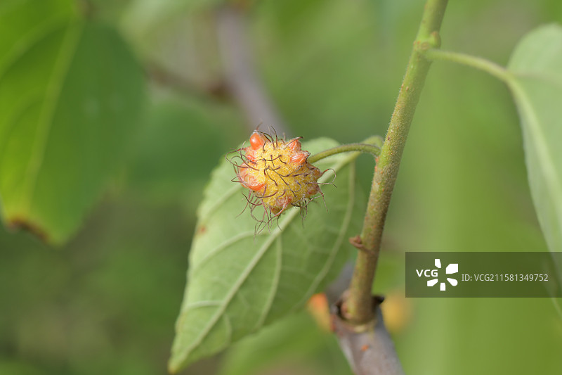 中国珍稀植物-名贵园林绿化树种-Broussonetia monoica 楮图片素材