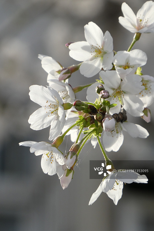 江苏旅游南京文旅南京旅行珍珠河春季樱花盛开景象多视角组图素材图片素材