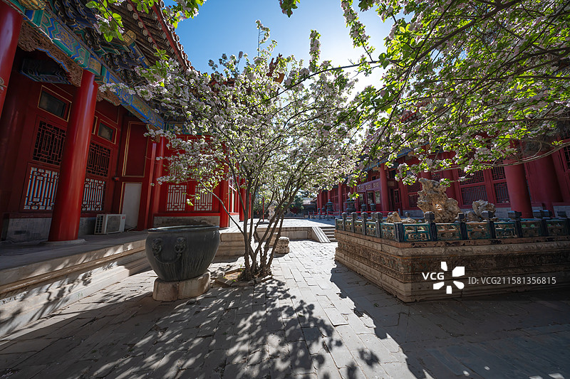 春天故宫颐和轩院落盛开的海棠花图片素材