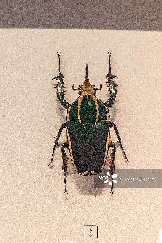 金龟（昆虫标本）图片素材