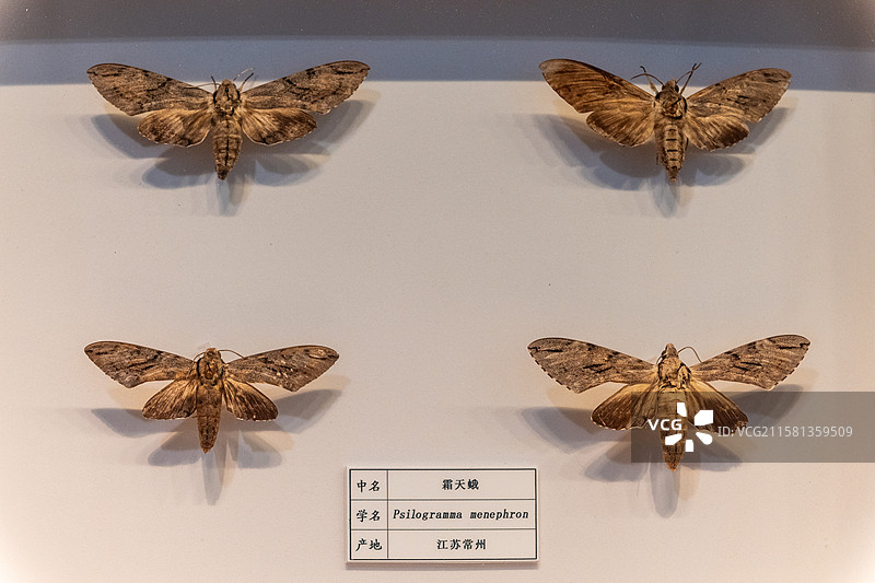 霜天蛾（昆虫标本）图片素材